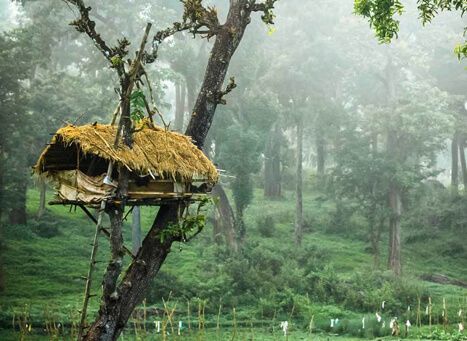 Wayanad Nature Escape